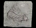Bargain, Macrocrinus Crinoid Fossil - Crawfordsville, Indiana #68546-1